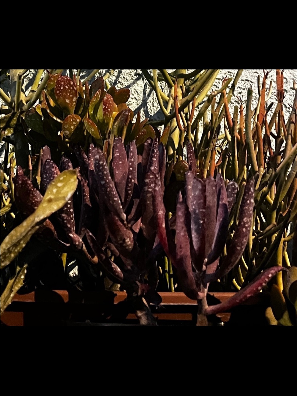 Beautiful burgundy pencil like succulent plant cuttings - Picture 2 of 7